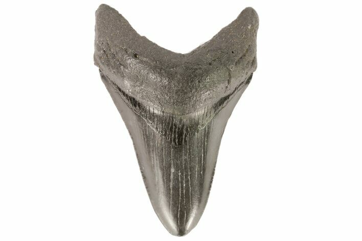 Lower Megalodon Tooth - Georgia #76493